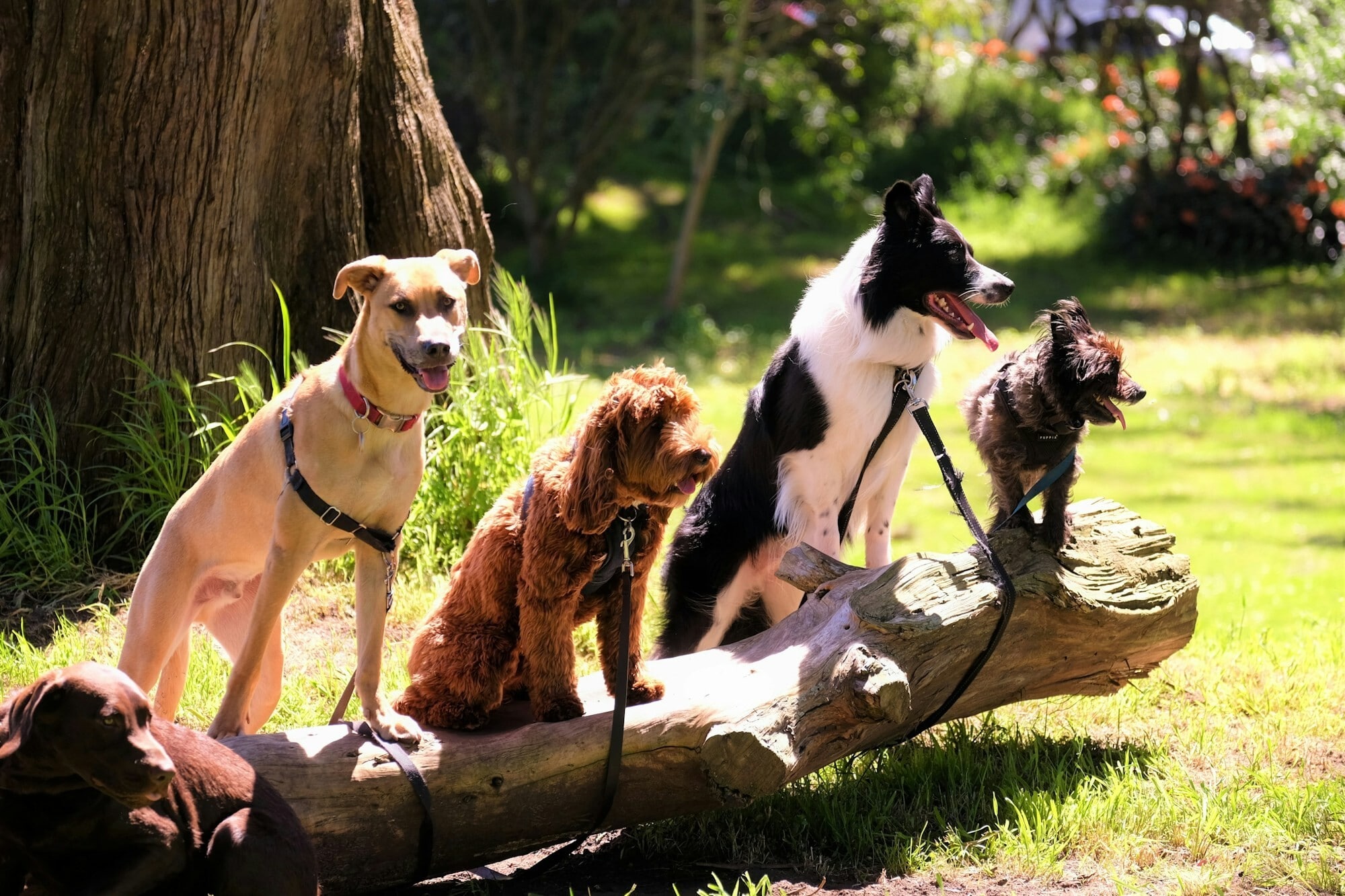 Multiple dogs doing Obedience Training