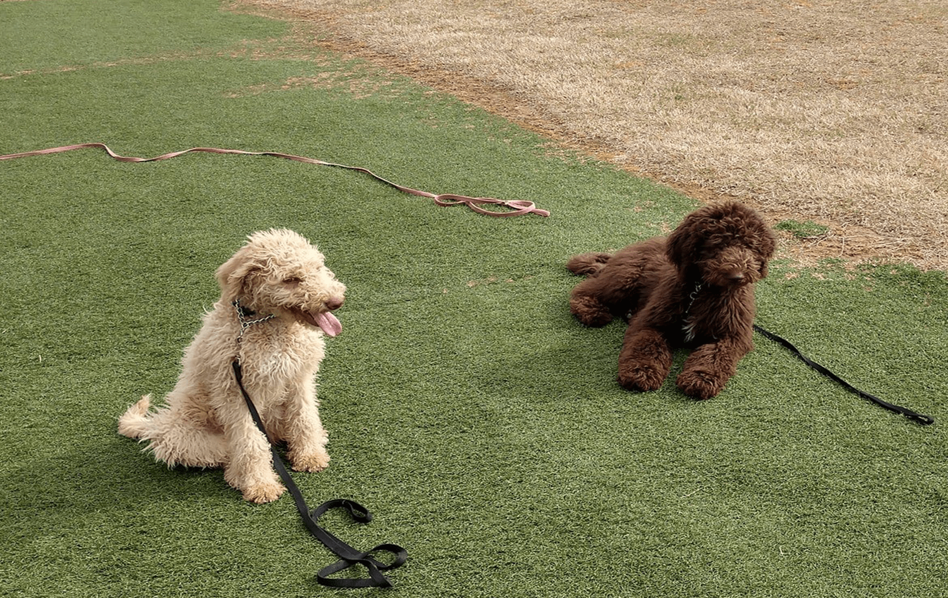 Two puppies doing sit training