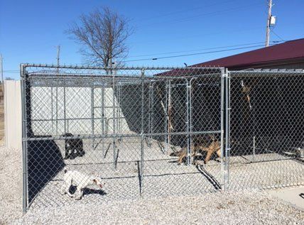Dogs doing cage training