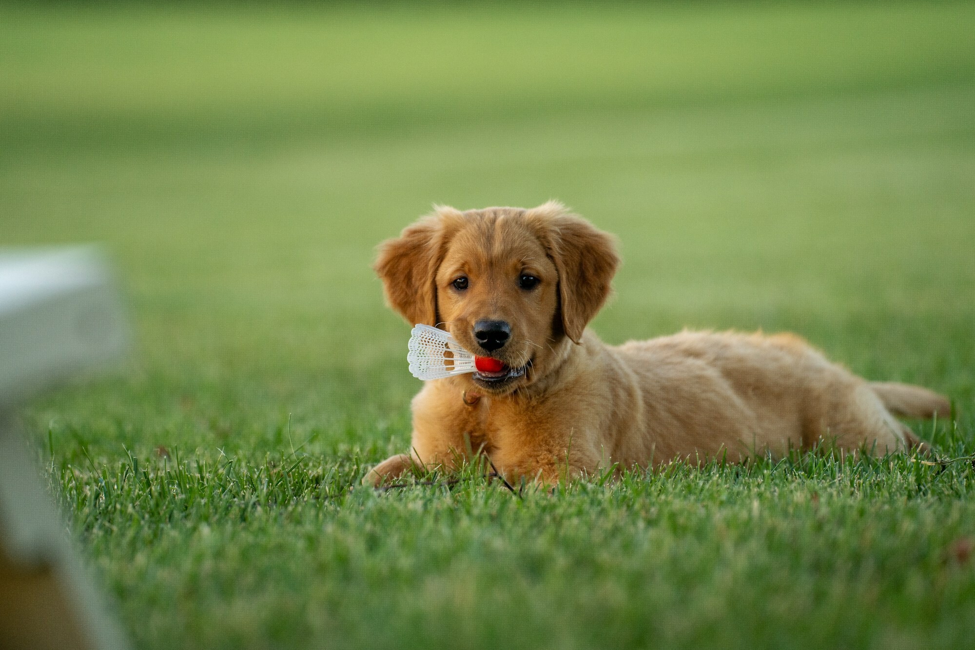 Puppy learning basic commands with treats.