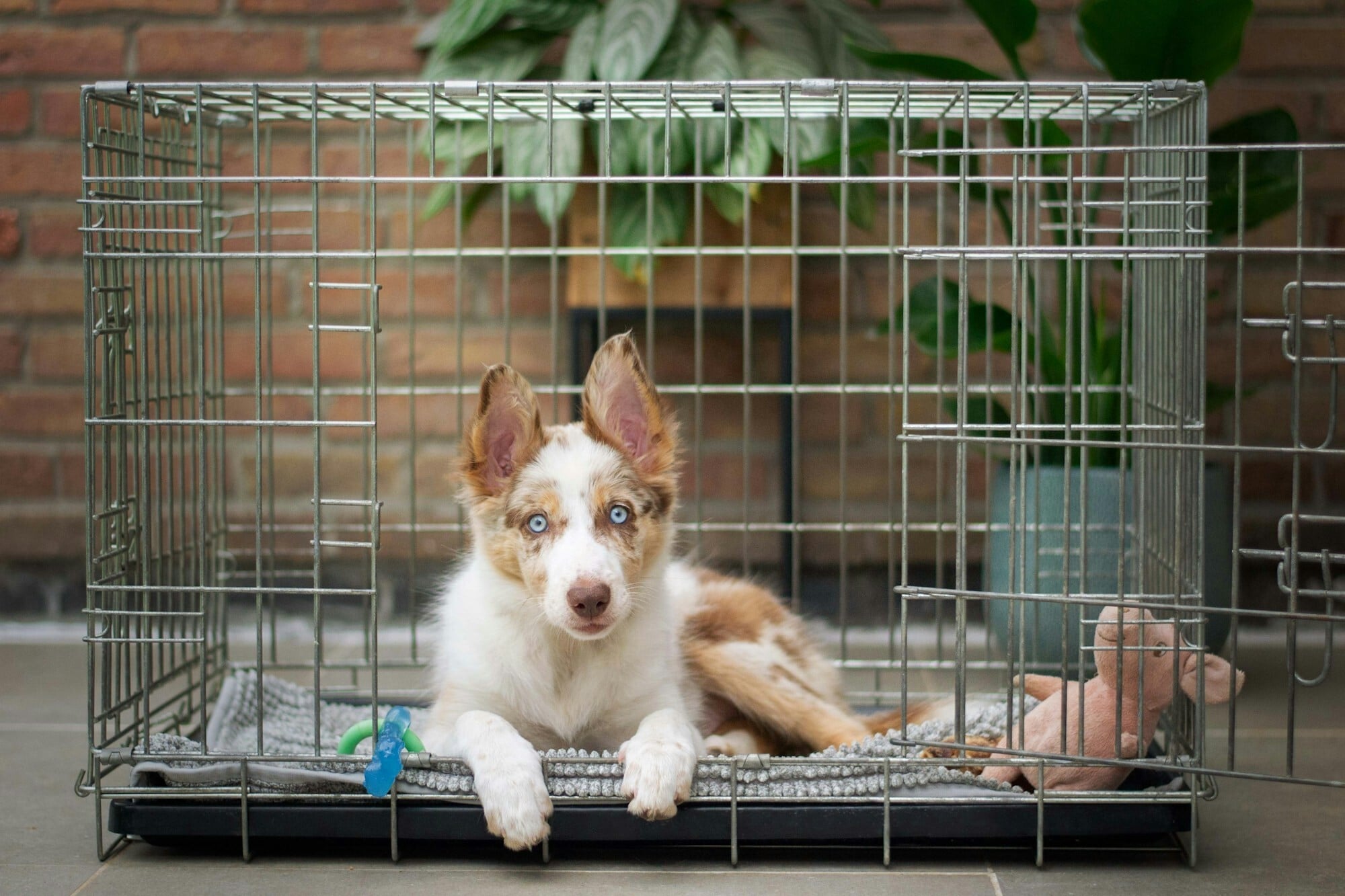 Dog doing crate training