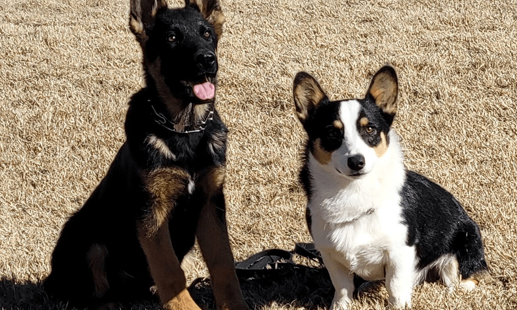 Dog sitting on command during training.