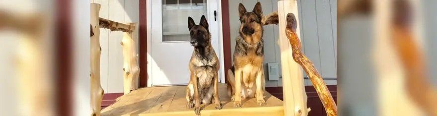 Dog sitting on command during training.